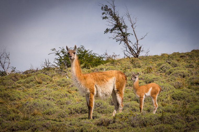 104 Torres Del Paine, guanaco.jpg